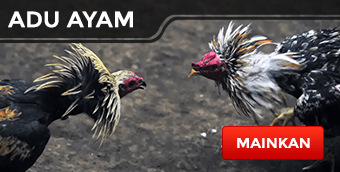 sabung ayam online, sabung ayam s128, adu ayam online, daftar s128